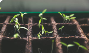 plants being grown from seed