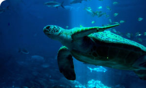 turtle swimming freely in the ocean